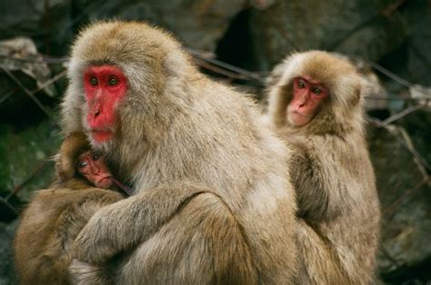 Macaque Monkeys - Facts, Information & Habitat