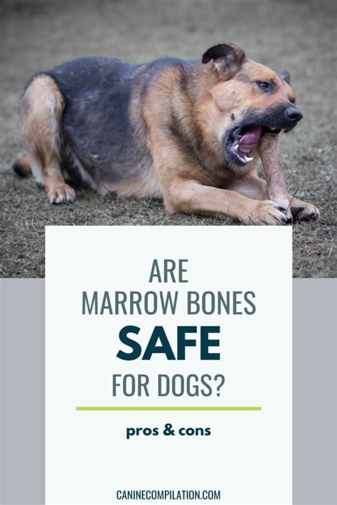 Can My Dog Eat Marrow Bones? Are They Safe For Dogs? - Canine Compilation