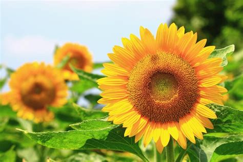 Premium Photo | Yellow sunflowers blooming in the garden