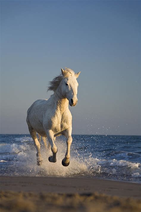 Camargue Horse Equus Caballus Running Photograph by Konrad Wothe