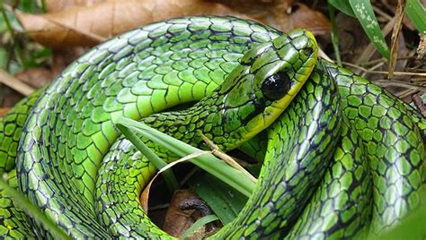 Chironius monticola, una serpiente que da latigazos