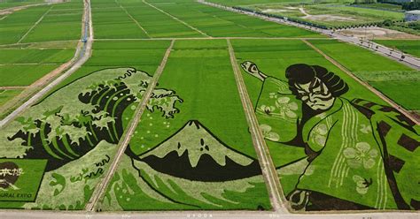 Rice paddies come alive as massive 'ukiyo-e' field art in eastern Japan - The Mainichi