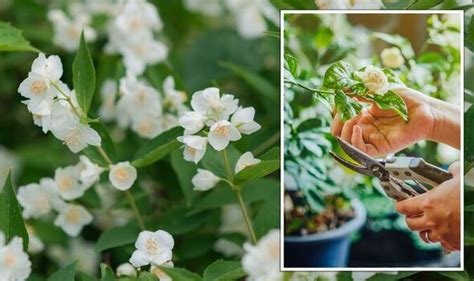 Pruning jasmine: How to effectively prune your plants to ensure healthy ...