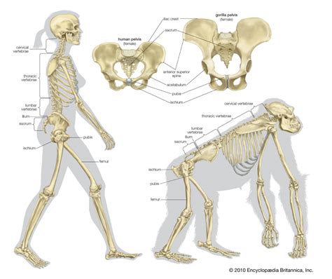 Station 4: Ape and Human Anatomy- Effects of | Chegg.com