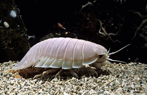 Giant Deep Sea Isopod swimming in sea water - SuperStock