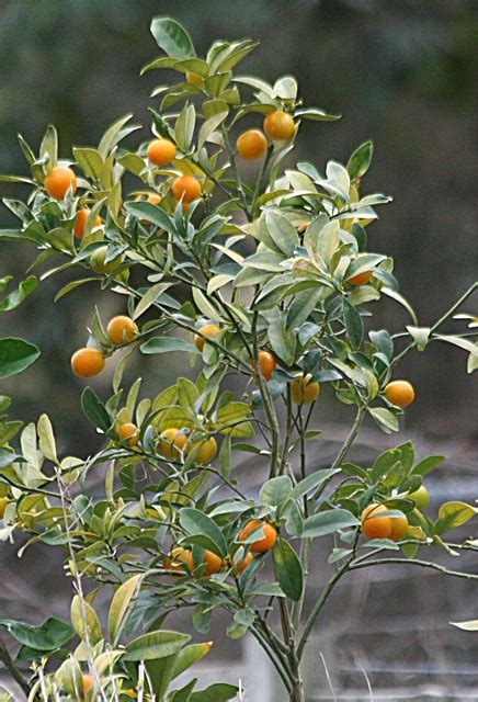 Gardening With Nature: The amazing kumquat