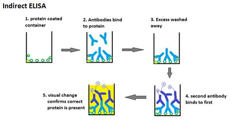 What is the Difference Between Direct and Indirect ELISA - Pediaa.Com