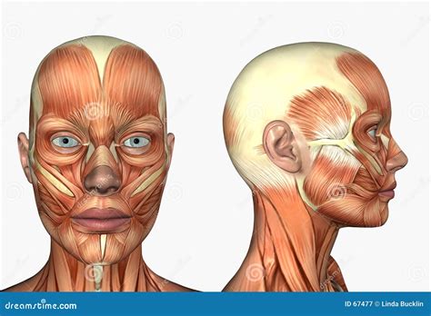 Anatomía Humana - Músculos De La Cara Fotografía de archivo libre de regalías - Imagen: 67477