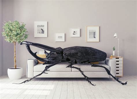 Beetles | Pest Control Exterminate