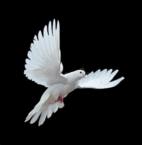 A Free Flying White Dove Isolated On A Black Stock Photo - Image of isolated, pure: 12019052