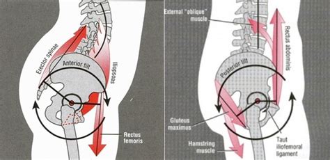 Anatomy of a Squat – Part 2: The Roll of the Hip in a Squat | Sports Specialist Rehab Centre