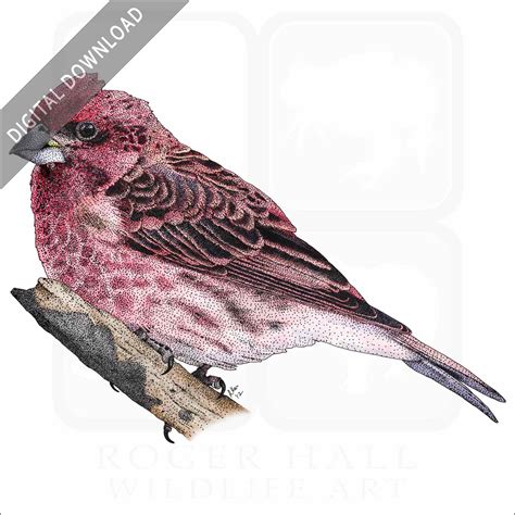 Stock Art Drawing of a Purple Finch