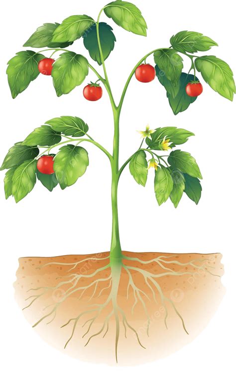 Parts Of A Plant Vegetables Technical Tomato Vector, Vegetables ...