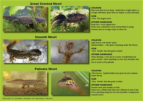 BBC - Nature UK: Getting to know your newts | Getting to know you, Newt ...