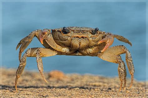 Biggest Crab In The World [2022] Must See To Believe