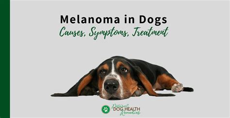 What Is Malignant Melanoma In Dogs - Infoupdate.org