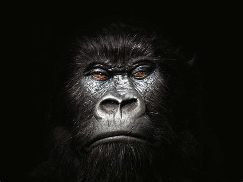 Cool Gorilla Wallpapers - Top Free Cool Gorilla Backgrounds ...