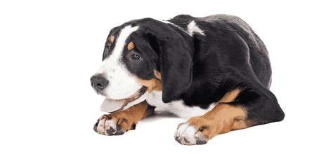 Greater Swiss Mountain Dog Puppies For Sale • Adopt Your Puppy Today • Infinity Pups