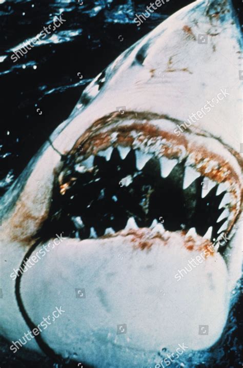 Jaws 1975 Editorial Stock Photo - Stock Image | Shutterstock