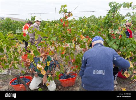 Grape harvest in Montepulciano, Tuscany Stock Photo - Alamy