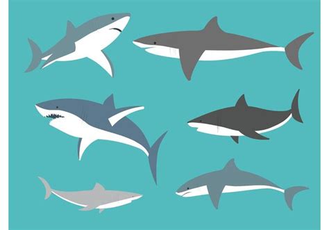 Vector Great White Sharks - Download Free Vector Art, Stock Graphics ...