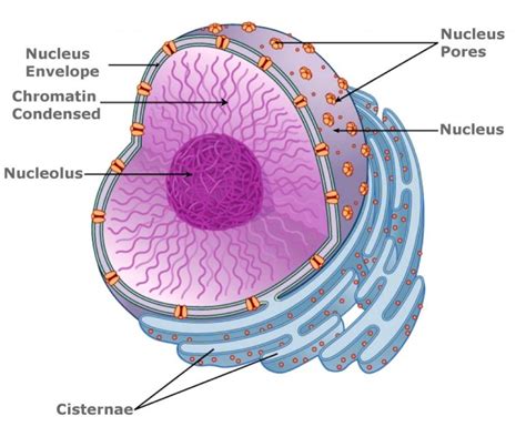 Nucleolus Location And Function