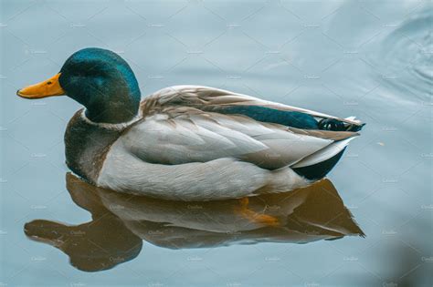 Mallard duck swimming | Animal Stock Photos ~ Creative Market