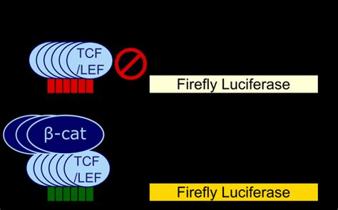 9. Schematic representation of the reporter gene assay. When the ...