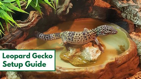 How to Set up a Leopard Gecko Habitat: Step-By-Step Beginner's Guide