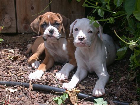 Boxer Information - Dog Breeds at thepetowners