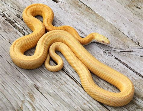 Pin on Scaly Friends | Corn snake, Corn snakes for sale, Reptiles pet