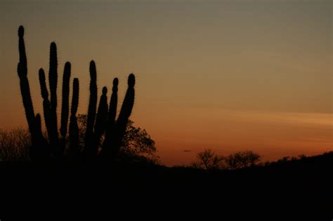 Free download | HD wallpaper: Sol, Sertao, Brazil, sunset, silhouette ...