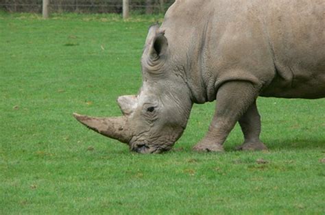 How to Make a Rhino Horn With Paper Mache | ehow