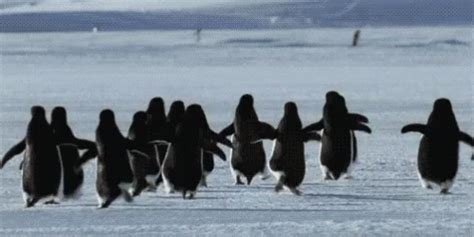 Penguin Run GIF - Penguin Run Running GIFs | Say more with Tenor