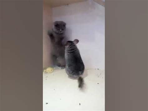 chinchilla fighting with cat🤣🤣🤣🤣🤣 - YouTube