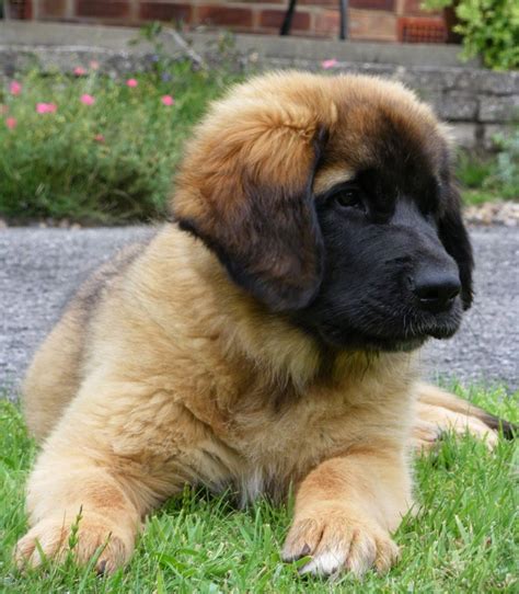 Leonberger puppies | LoL Picture Collection | Leonberger dog, Leonberger puppy, Leonburger dog