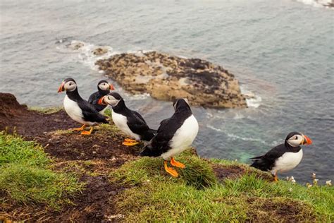 The Staffa & Treshnish Isles Wildlife Tour to see Puffins in Scotland