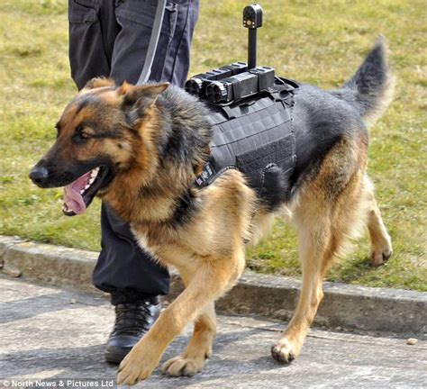 The gallery for --> German Shepherd Police Dog In Action