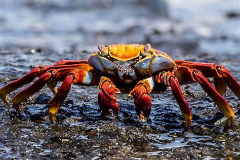 The Easiest Way to Exporting Crustaceans from Nigeria - Wigmore Trading ...