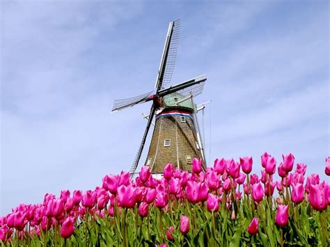 DeZwann Windmill with pink tulips, Windmill Island, Holland, MI ...