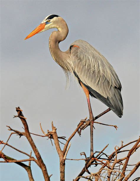 Great Blue Heron in Habitat Photograph by Dave Mills | Fine Art America