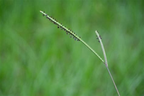 Bahia Grass: Care & Growing Guide