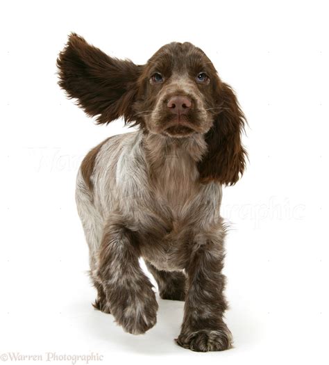 Dog: Chocolate Cocker Spaniel pup photo WP17541