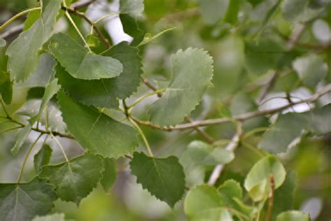 Cottonwood, Plains — COLORADO TREE COALITION