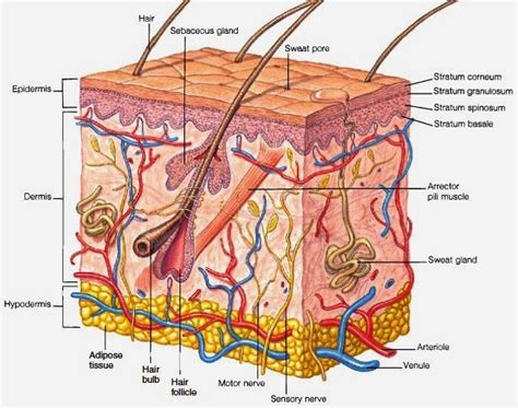 Skin Physiology