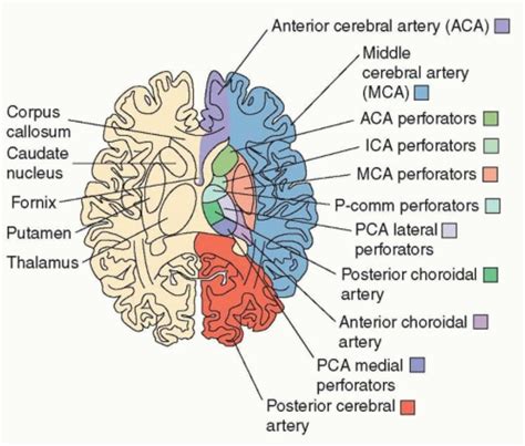 Pin by Megan Heskett on OT cheat sheet and treatment ideas. | Stroke nursing, Caudate nucleus ...