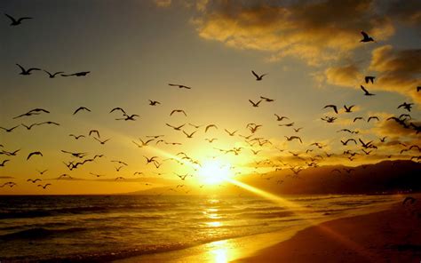 Birds, Beach, Landscape, Sunset, Flying wallpaper | photography | Wallpaper Better