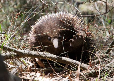 Echidna_spines – Chris Hill Wildlife Photography