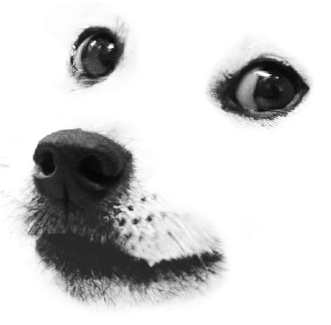 Le transparent Doge face to put on inanimate objects has arrived :D : dogelore | Things with ...