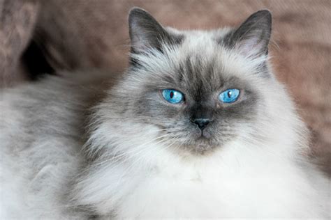 Himalayan Cat - Trouble & Trix Cat Breed Guide